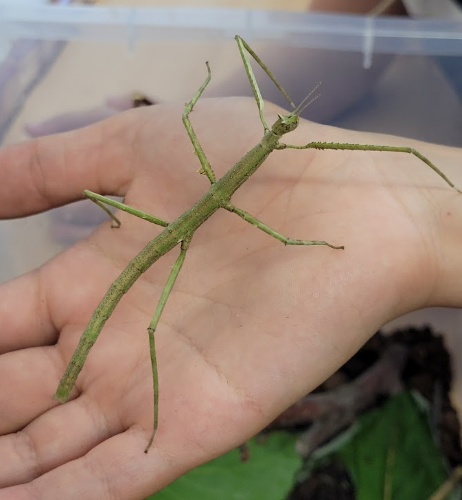 Bezobratlí živočichové a jejich vývojové cykly